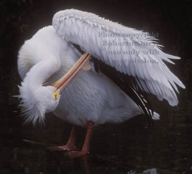 American white pelican