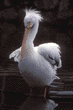 American white pelican