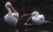 American white pelicans