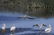 American white pelicans