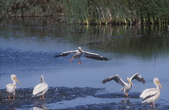 American white pelicans