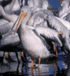 American white pelicans