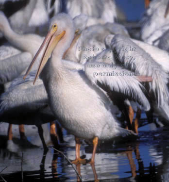 American white pelicans