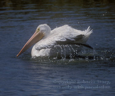 American white pelican