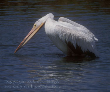 American white pelican