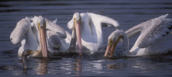 American white pelicans