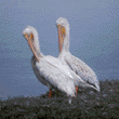 American white pelicans