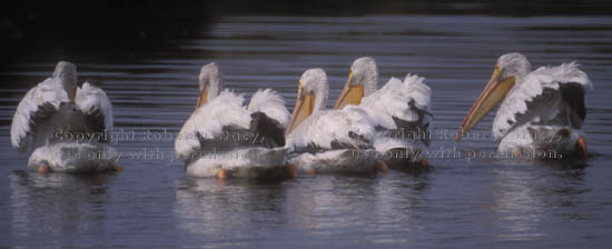 American white pelicans