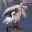 American white pelican & snowy egret