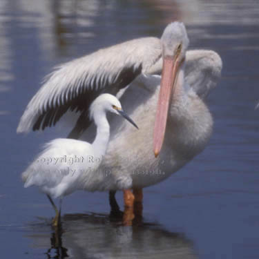 American white pelican & snowy egret