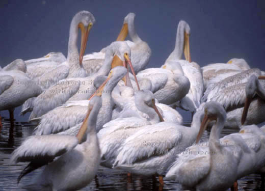 American white pelicans