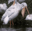 white pelican & snowy egret