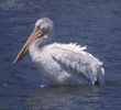 American white pelican