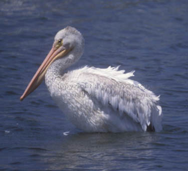 American white pelican