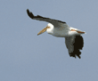 American white pelican in flight