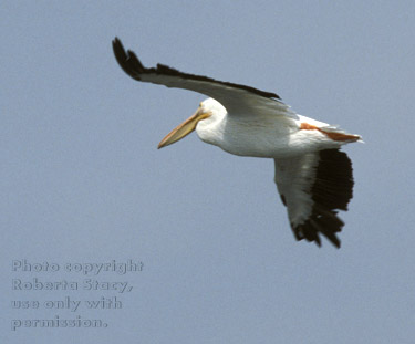 American white pelican in flight