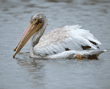 American white pelicans