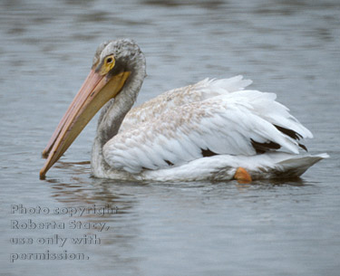 American white pelicans