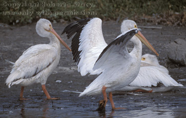 American white pelicans