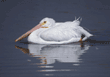 American white pelican