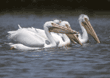 American white pelicans