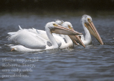 American white pelicans