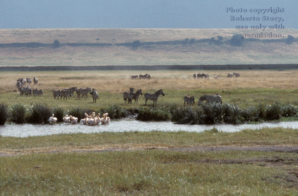 white pelicans Ngorongoro Crater, Tanzania