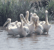 great white pelicans Tanzania