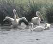 white pelicans Ngorongoro Crater, Tanzania