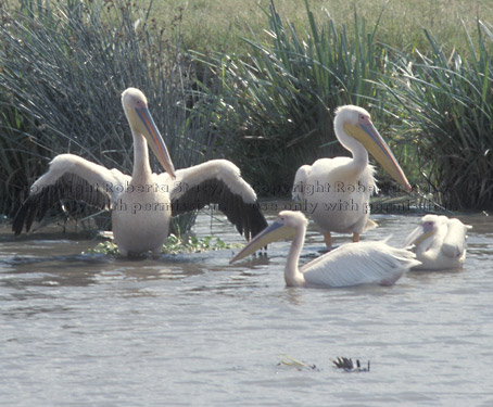 great white pelicans Tanzania