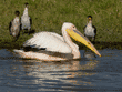 great white pelican