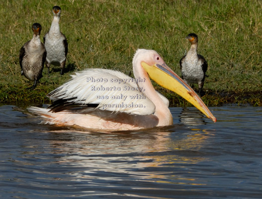 great white pelican