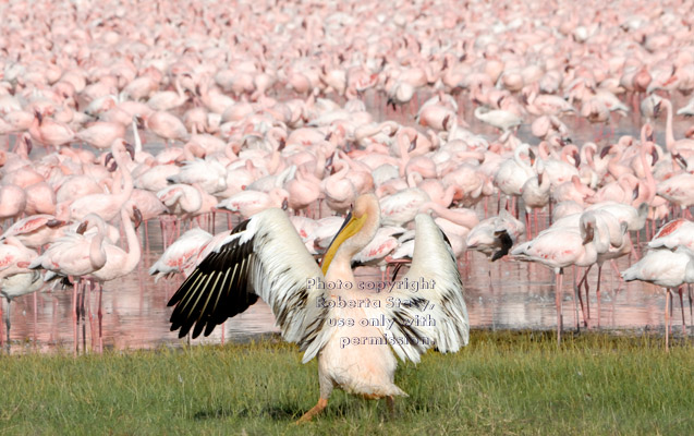 great white pelican, with flamingos