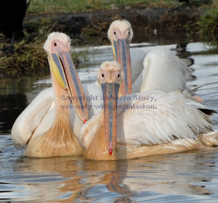 three great white pelicans