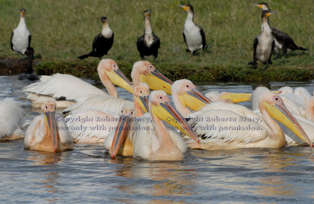 great white pelicans