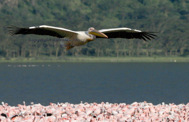 great white pelican flying over flamingos