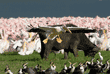 pelicans, flamingos cormorants, cattle egret, and cape buffalo