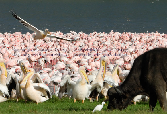 great white pelicans, flamingos cormorants, cattle egret, and cape buffalo