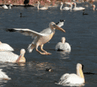 great white pelican about to land in water