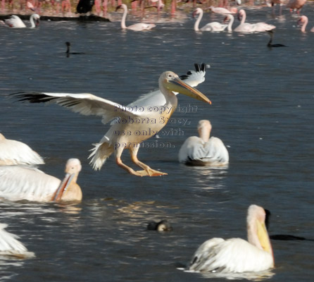 great white pelican about to land in water