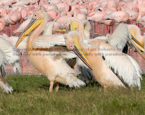 great white pelicans, with flamingos in background