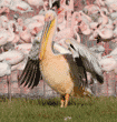 great white pelican, with flamingos in background