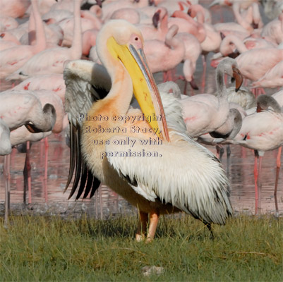 great white pelican, with flamingos in background