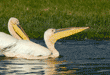 great white pelicans