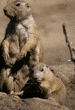 prairie dog mother & baby