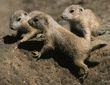 black-tailed prairie dog babies