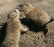 young black-tailed prairie dogs
