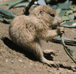 black-tailed prairie dog baby