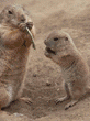 black-tailed prairie dog & baby