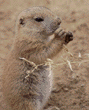 young black-tailed prairie dog